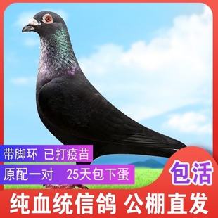 鸽子活物一对血统信鸽种鸽幼鸽赛鸽公棚成绩鸽黑金刚信鸽纯种