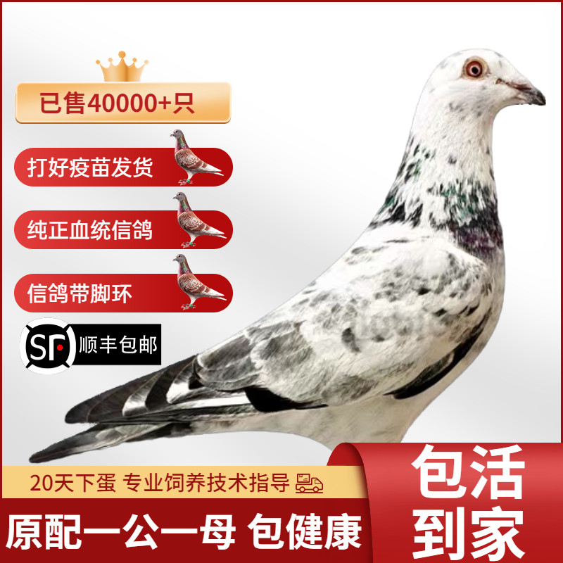 信鸽血统鸽成绩鸽赛鸽鸽子活一对