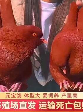 新款大体巨型纯种元宝鸽子活公母一对种鸽幼鸽观赏宠物肉鸽包下蛋