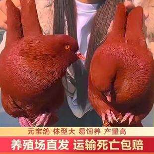 新款大体巨型纯种元宝鸽子活公母一对种鸽幼鸽观赏宠物肉鸽包下蛋