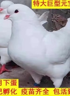 大体纯种巨型元宝鸽子活公母一对种鸽幼鸽观赏宠物肉鸽包下蛋包邮