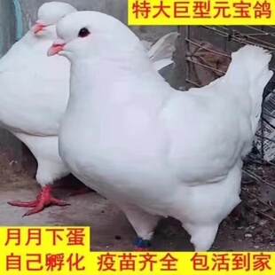 大体纯种巨型元宝鸽子活公母一对种鸽幼鸽观赏宠物肉鸽包下蛋包邮