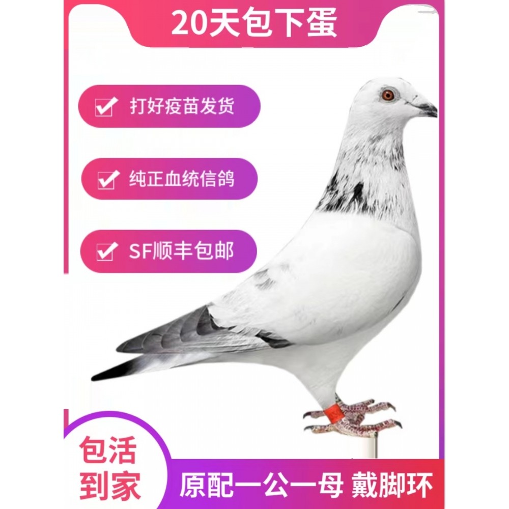 鸽子活一对原配信鸽赛鸽观赏鸽小鸽种鸽活物鸽子苗幼鸽公母包活体,宠物/宠物食品及用品,鸟,淘宝优惠券,粉丝福利购,淘宝优惠卷