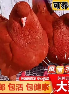 巨型纯种元宝鸽子活公母一对大体种鸽幼鸽观赏宠物肉鸽包下蛋包邮