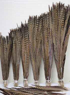 Natural Pheasant Tail Feathers天然山鸡毛舞台装饰羽毛