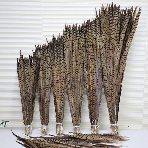 10-100cm天然山鸡毛舞台装饰野鸡翎野鸡尾京戏翎子山鸡尾羽毛