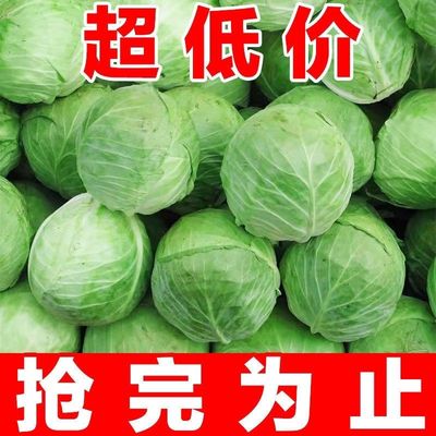 云南高原新鲜包菜新西兰菜现摘现发应季蔬菜圆心铁头包邮新鲜蔬菜