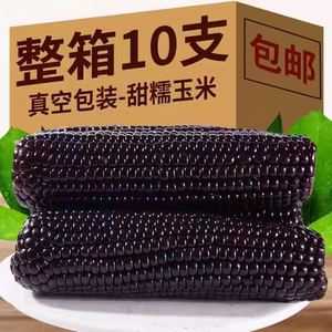东北黑糯玉米10支*1箱真空独立装