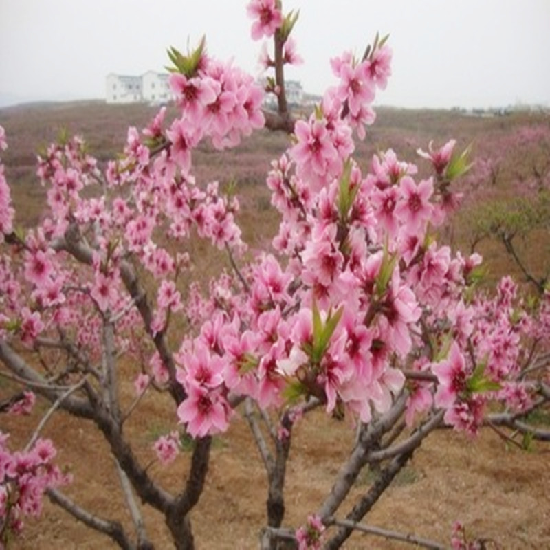 桃树桃花庭院阳台春季许愿