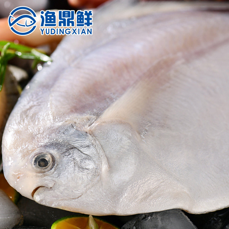 东海新鲜大白鲳鱼500-600g/条冷冻舟山海鲜特产全国航空|ruв категории водной мясо/свежие фрукты и овощи/еда, морепродукты/водные продукты/изделия, другие - от Buy2taobao.com для оказания профессиональной услуги покупки агента Taobao