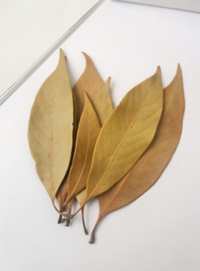 【橙子叶】天然植物树叶干叶 手工DIY材料 花环装饰配饰 幼儿环创