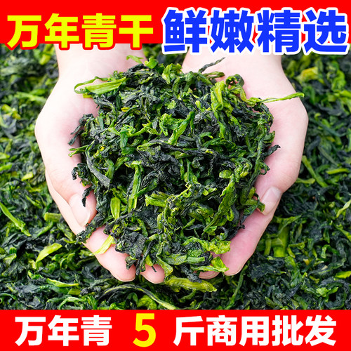 【5斤商用批发】新货万年青干菜脱水蔬菜干青菜橄榄油菜货嫩菜心
