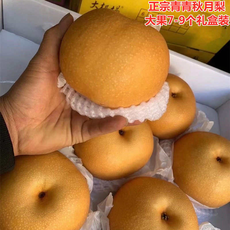 冰糖秋月梨中秋佳品新鲜时令水果一箱7-9个大果约7斤礼盒装发顺丰