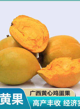 广西鸡蛋果蛋黄果当季现摘热带孕妇水果宝宝辅食粉糯糯水果仙果