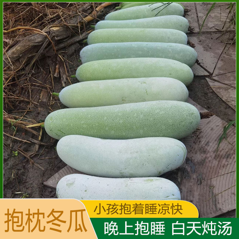 【抱着睡】农家自种长条土冬瓜老冬瓜大小冬瓜长条冬瓜霜冬瓜冬瓜