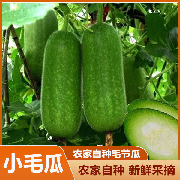 广西农家自种毛节瓜当季新鲜毛节瓜清甜脆嫩时令蔬菜现摘新鲜冬瓜