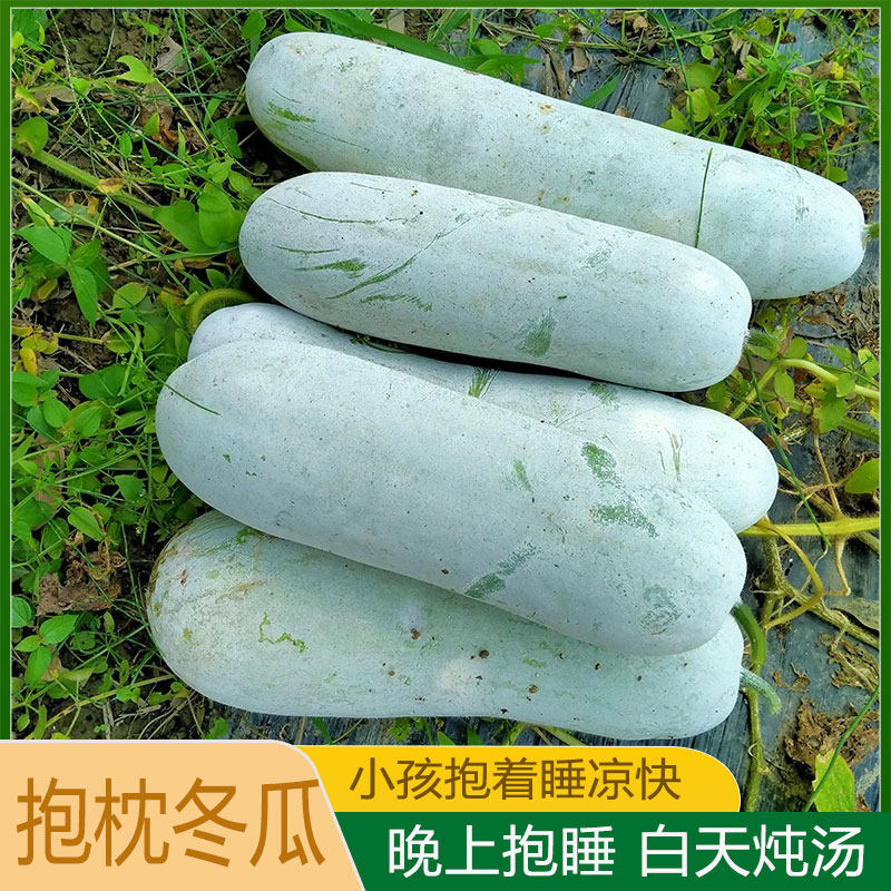 抱着睡节瓜小毛瓜迷你小冬瓜农家新鲜蔬菜特产新鲜包邮小冬瓜