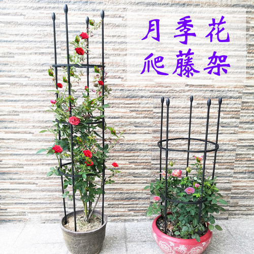 紫藤花架价格 紫藤花架图片 星期三
