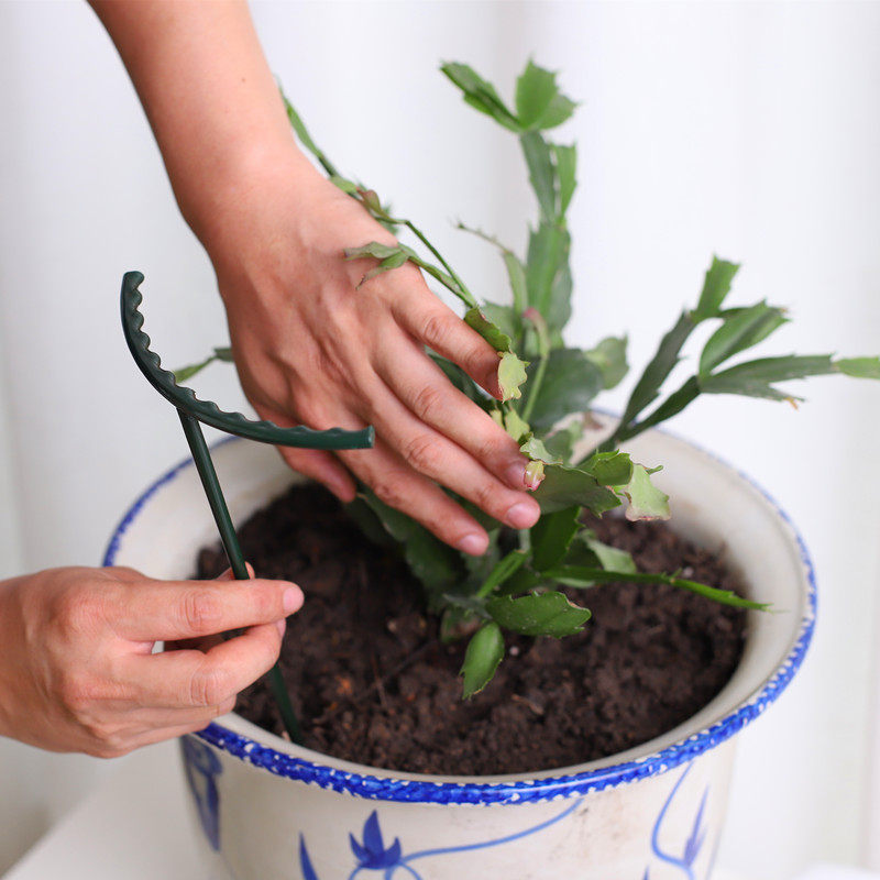 蟹爪兰太阳花支架防倒伏护叶拼接嫁接聚拢花架兰花架单层支撑枝架