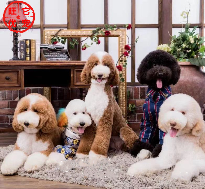 巨贵犬纯种超大价格 巨贵犬纯种超大图片 星期三 巨贵犬纯种超大价格 巨贵犬纯种超大图片 星期三