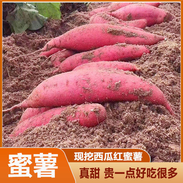 2026年现挖广西烟薯号西瓜红专用蜜薯新鲜沙番薯农家地瓜烤红薯