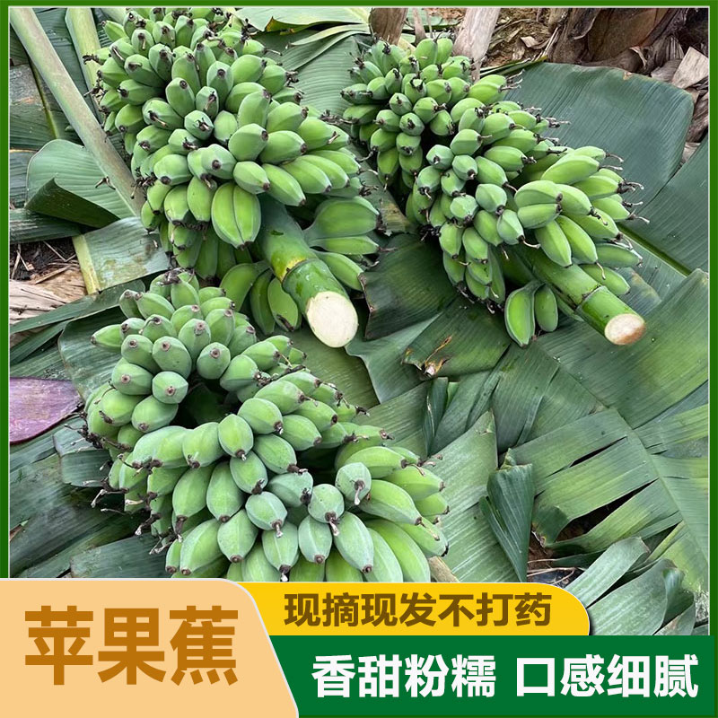 高山甜香蕉新鲜水果当季现摘芭蕉香蕉