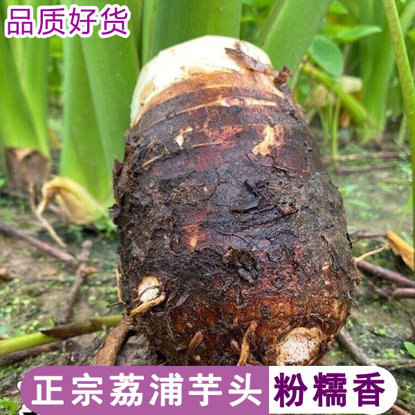 正宗广西荔浦新鲜大芋头整箱应季粉香芋特产槟榔芋紫藤毛芋头5 水产肉类/新鲜蔬果/熟食 芋头 原图主图