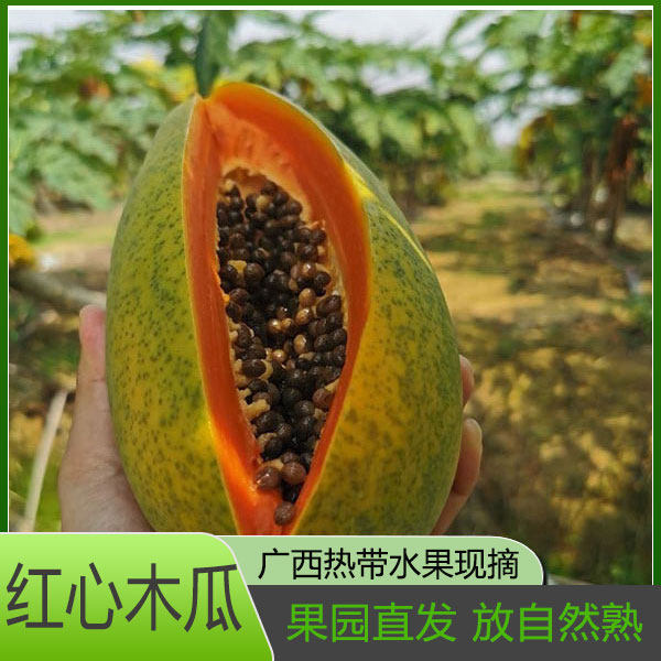 木瓜农家树上熟红心木瓜5斤水果木瓜