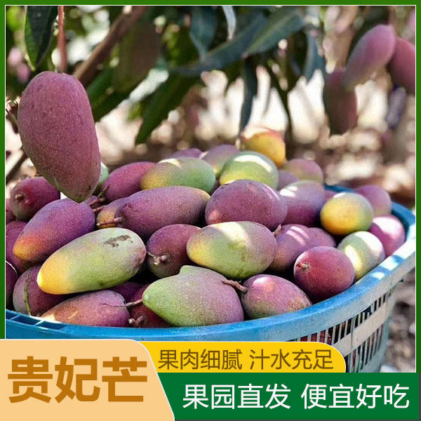 广西南宁贵妃芒果新鲜香甜芒果应当季水果红金龙甜心整箱包邮
