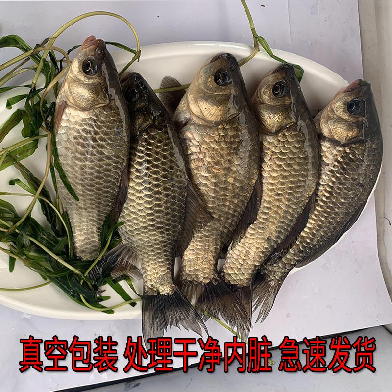 原生态鲜活大鲫鱼淡水鱼