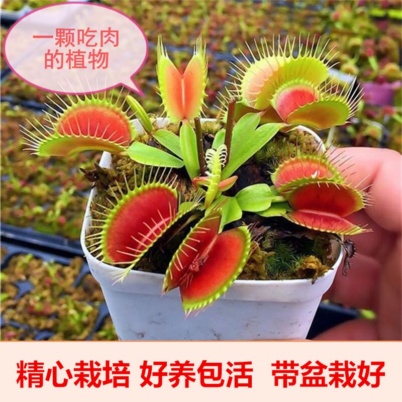 食人花植物 价格 怎么样 图片