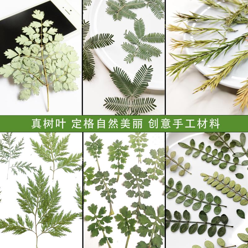 真树叶唐松草青蒿乌厥千鸟叶千层金香瑾枝叶水杉橄榄叶树叶画材料 家居饰品 干花/花瓣/干花包/干树枝 原图主图