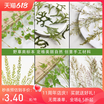 野草狐尾草带枝干花树叶花椒叶