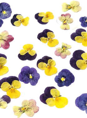 角堇标本红蜻蜓押花迎春花黄槐花