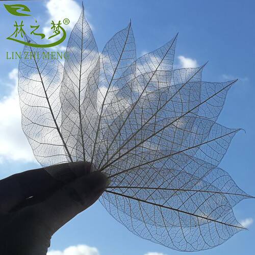 真树叶标本橡胶叶脉diy干花书签儿童手工灯饰永生花美术拓印材料