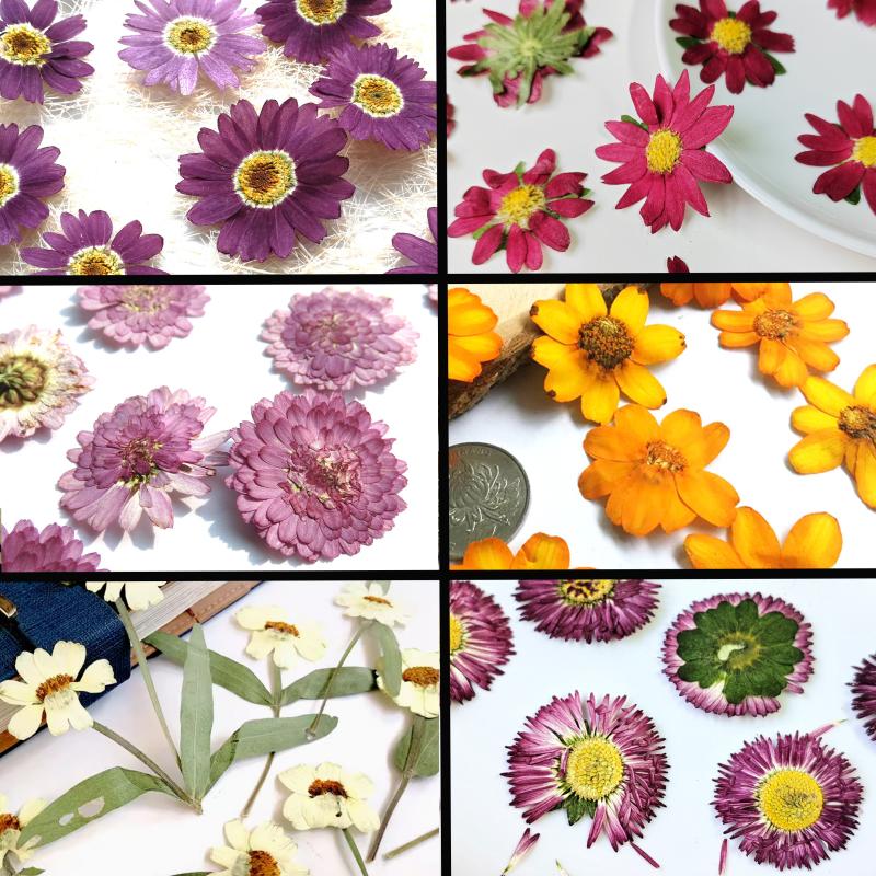 小紫菊玛格丽特百日菊押花标本