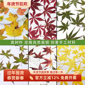 鸡爪槭枫叶压花香山红枫叶滴胶DIY手工装 饰材料植物标本拼贴画