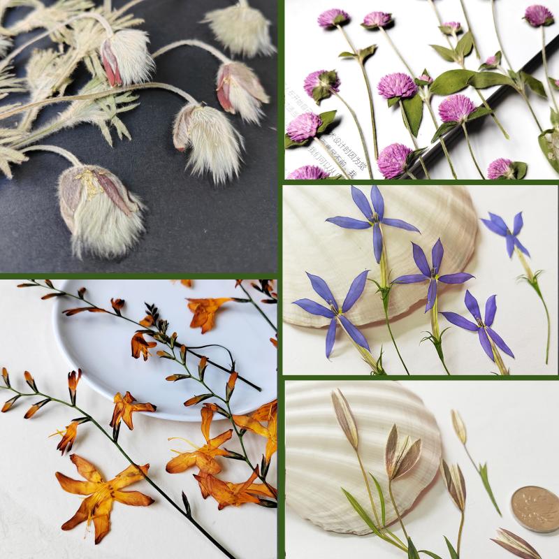 翁草花千日红小百合星星花火焰兰