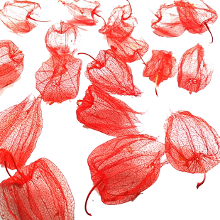 灯笼果植物标本红姑娘叶脉干花水晶滴胶永生花diy圣诞灯串树装饰