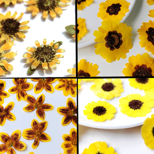 迷你向日葵蛇目菊小香亲毛莨押花标本干花贺卡小花花材干花材料