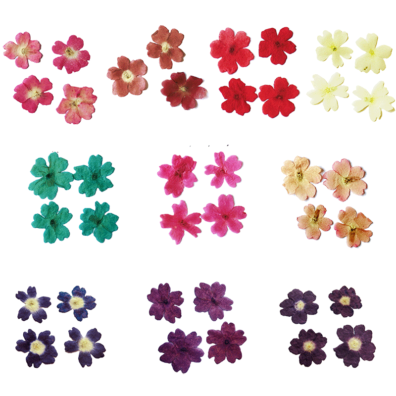 美女樱标本押花干花滴胶手机壳