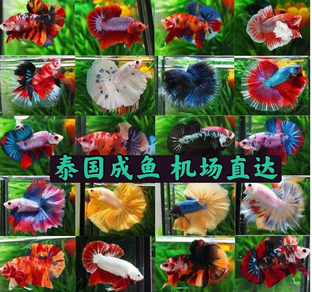 泰国斗鱼热带鱼半月将军马尾狮王活体耐养耐活的观赏鱼宠物鱼缸