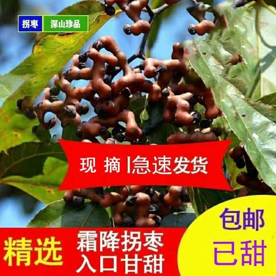 【现货】泡酒拐枣 泡酒拐枣 新鲜拐枣新鲜水果万寿果鸡爪梨金钩梨