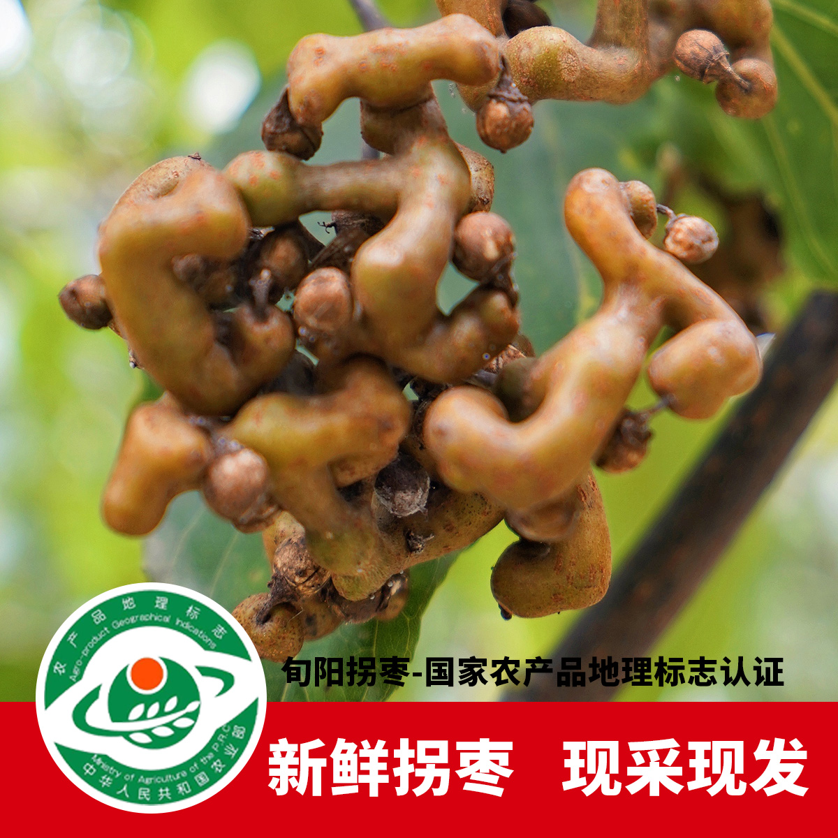 新鲜拐枣生吃泡酒拐枣之乡万寿果
