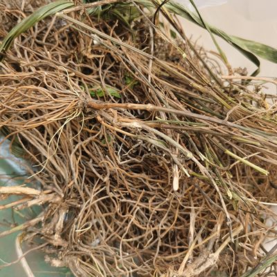 【威灵仙】秦岭野生威灵仙百条根劳虎须铁扫柱100克包邮