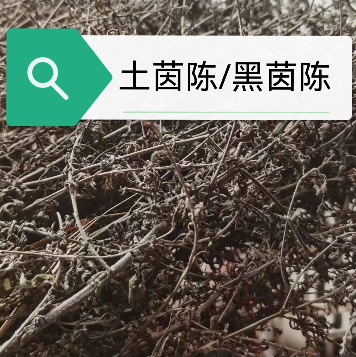 秦岭黑茵陈茵陈蒿泡水喝用黑茵陈土茵陈三毛蒿