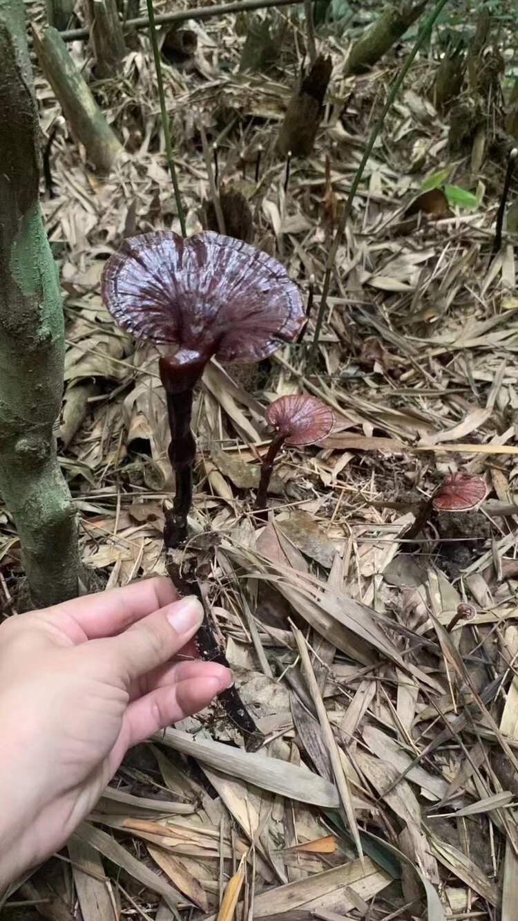 海南热带雨林野生竹灵芝500g