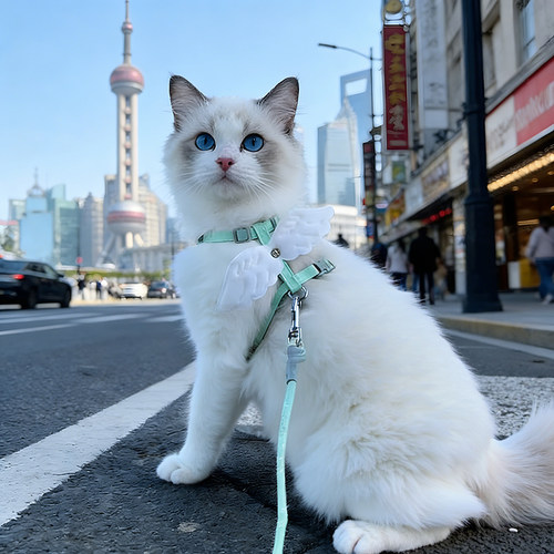 猫咪牵引绳遛猫绳子德文猫两个月布偶猫翅膀美短起司遛猫绳可调节