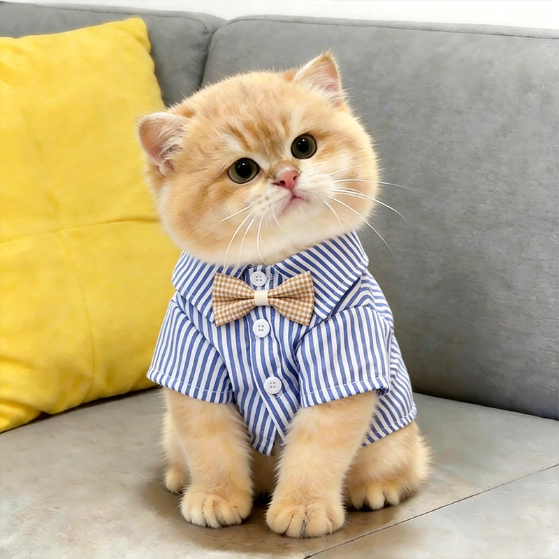 小猫衣服薄款幼猫夏天防掉毛猫咪金渐层韩版条纹透气两脚衣布偶猫