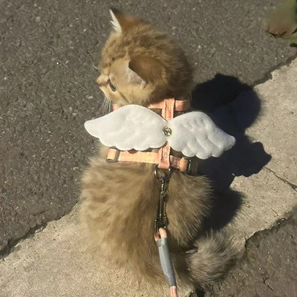 猫牵引绳防挣脱遛猫绳猫咪幼猫专用猫外出可调节两个月小猫栓猫绳